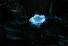 Single Image